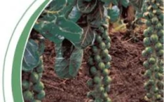 Кочаны капусты сорта Бриллиант F1 на грядке