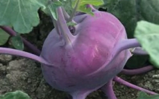 Свежая капуста кольраби Колибри F1 на грядке