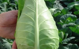 Свежая капуста сорта Орион F1 на фоне грядки