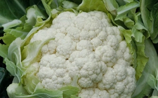 Свежая белокочанная капуста на фоне зелёных листьев - КАРТЬЕР