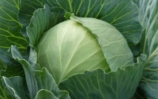Свежая капуста Катарина