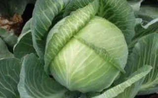 Свежая капуста Кейд F1 на грядке