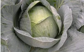 Свежая капуста Кентавр F1