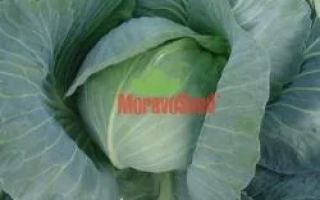 Свежая капуста сорта КИКЛОП F1