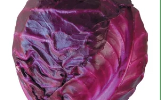Свежая красная капуста Киото F1