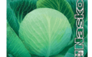 Капуста КОЛОБОК F1 на зеленом фоне