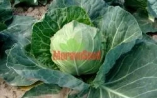Кочан капусты на грядке с надписью МорковСид - КОЛОРИТ F1