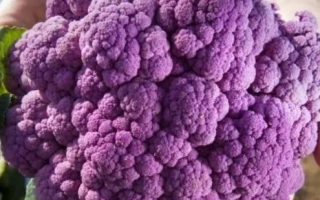 Кораллы Клары