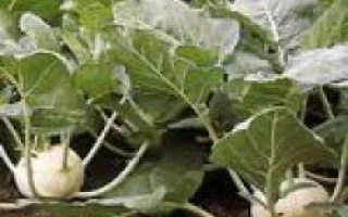 Капуста сорта Корист F1 в поле