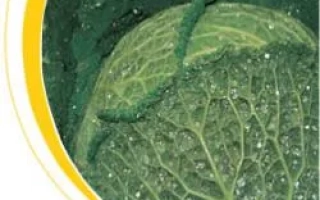 Крупный план листа капусты Корналин F1