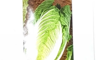 Cabbage Chinese COROLLA seeds