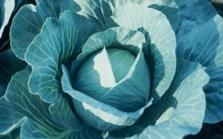 Свежая капуста Коронет F1