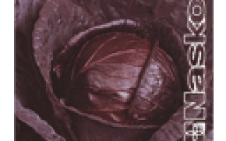 Крупный план капусты сорта Маско - КОРСАР F1