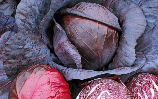 Красная капуста Красная головка