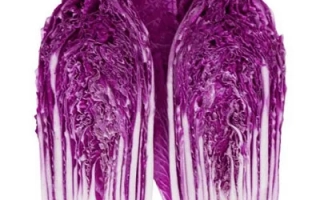 Две головки красной капусты на белом фоне - КРАСНЫЙ ДРАКОН