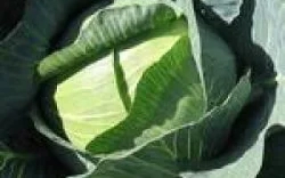 Крауткайзер F1