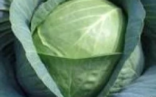 Свежая капуста Краутман F1