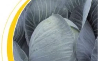 Крупный план капусты в круглой рамке с желтой линией - Криптон F1