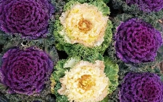 Red and yellow cabbage LACE MOSAIC