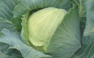 Свежая капуста Куизор F1