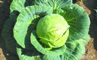 Куликовский