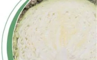 Крупный план среза капусты Ландини F1