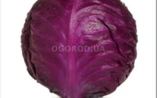 Лангесвит Ред