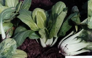 Рассада капусты Ласточка в горшке