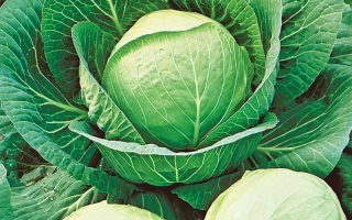 Fresh cabbage on soil - LEBEDUSHKA
