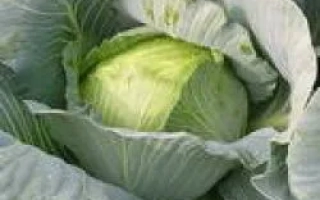 Свежая капуста сорта Леопольд F1