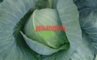 Свежая капуста сорта LIBRETO F1 - ЛИБРЕТО F1