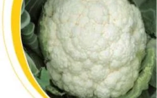 Белокочанная капуста на зеленом фоне - Локрис F1