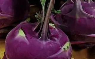 Seed packet of cabbage Madonna with image of purple heads
