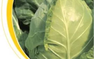 Свежая капуста в круглой рамке с желтой линией - Магнус F1