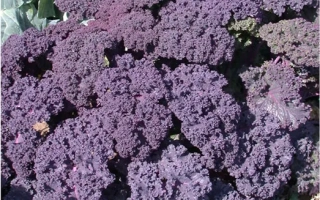 Свежая капуста Малиновка на грядке