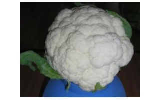 Мeйфлауер F1