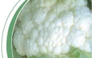 Белокочанная капуста сорта Мехико F1