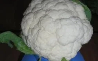 Свежая капуста цветная на синем подносе - МЭЙФЛАУЭР F1