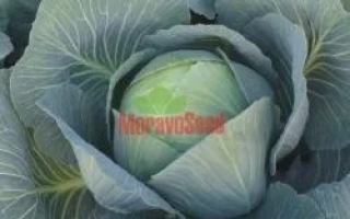 Крупный план капусты с логотипом MaravoSeed на листе - МЕРИДОР F1