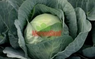 Свежая капуста сорта Мидор F1