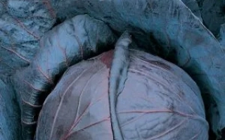 Ближний план капусты сорта Михневская Красавица