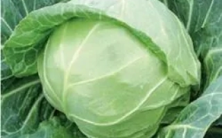 Свежая капуста сорта Миррор F1