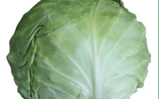 Свежая капуста Мисато F1