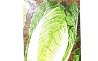 Семена капусты китайской Модерн