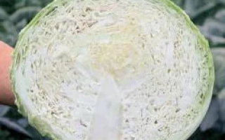 Срез кочана капусты сорта Морама РЦ F1