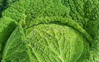 Московская Кружевница