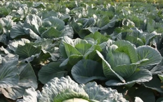 Поле капусты сорта Московская поздняя 15