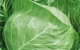 Московская Ультра