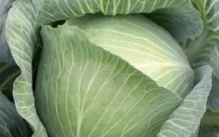 Свежая капуста - Муксума РЦ F1