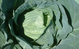 Ближний план капусты с логотипом AGRO LIFE - Мультима F1